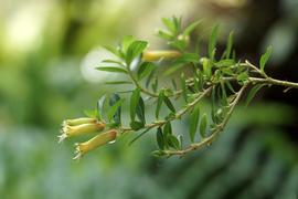   Cuphea micropetala  inflorescence; photo copy; Alan Gregg 