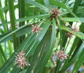   Cyperus  sp. fruits; photo: S.L. Winterton 