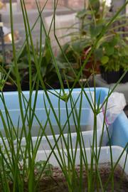   Cyperus  sp., emersed; photo: S.L. Winterton 