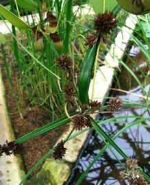   Cyperus owanii  fruit; photo: S.L. Winterton 