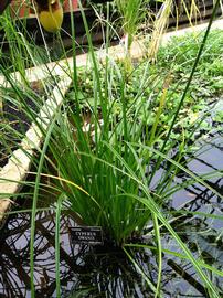   Cyperus owanii , emersed; photo: S.L. Winterton 