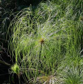   Cyperus papyrus  bracts, emersed; photo: S.L. Winterton 