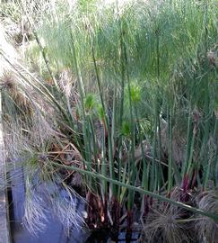   Cyperus papyrus , emersed; photo: S.L. Winterton 