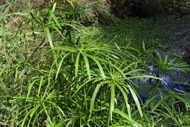   Cyperus textilis  bracts, emersed; photo: S.L. Winterton 