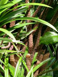  Cyrtosperma johnstonii  petioles; photo: S.L. Winterton