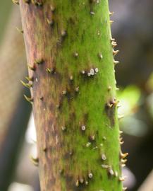  Cyrtosperma johnstonii  petiole; photo: S.L. Winterton