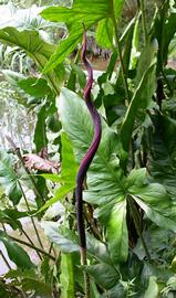   Cyrtosperma johnstonii  spathe; photo: S.L. Winterton 