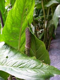   Cyrtosperma johnstonii  spadix; photo: S.L. Winterton 