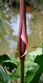   Cyrtosperma johnstonii  spadix and spathe; photo: S.L. Winterton 