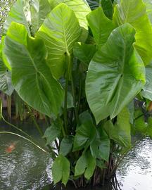   Cyrtosperma merkusii  leaves, emersed; photo: S.L. Winterton 