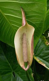   Cyrtosperma merkusii  spadix and spathe; photo: S.L. Winterton 