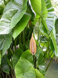   Cyrtosperma merkusii  spadix and spathe; photo: S.L. Winterton 