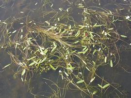   Damasonium californicum , floating and emersed; photo: S.L. Winterton 