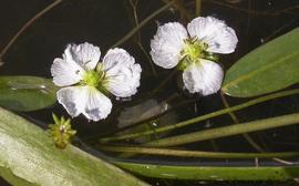   Damasonium californicum  flowers, Sierra Nevada, California; photo: S.L. Winterton 