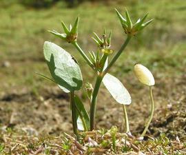   Damasonium alisma  leaves and fruits; photo copy; David Ferguson, British Wildflowers 