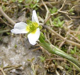   Damasonium alisma  flower; photo copy; David Ferguson, British Wildflowers 