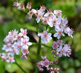   Darmera peltata  flowers; photo: S.L. Winterton 