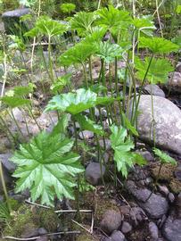   Darmera peltata , emersed; photo: S.L. Winterton 