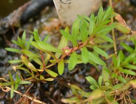   Didiplis diandra  flower; photo: S.L. Winterton 