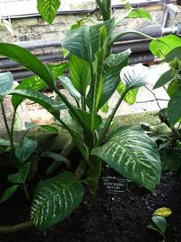   Dieffenbachia seguine ; photo: S.L. Winterton 