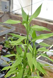   Dracaena sanderiana , emersed; photo: S.L. Winterton 