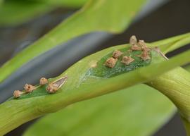   Dracaena sanderiana  adventitious roots forming; photo: S.L. Winterton 