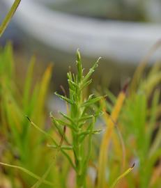   Dulichium arundinaceum  spikelets; photo: S.L. Winterton 