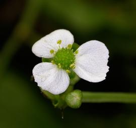   Echinodorus grisebachii  flower; photo: S.L. Winterton 