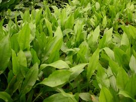   Echinodorus grisebachii  leaves, emersed; photo: S.L. Winterton 