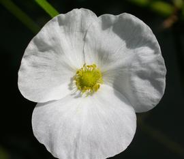   Echinodorus  sp. flower; photo: S.L. Winterton 