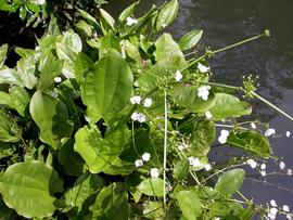   Echinodorus  sp. ,  emersed; photo: S.L. Winterton 