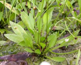   Echinodorus magdalensis , emersed; photo: S.L. Winterton 