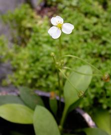   Echinodorus quadricostatus  flower; photo: S.L. Winterton 