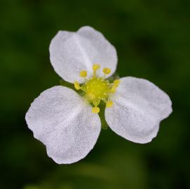   Echinodorus quadricostatus  flower; photo: S.L. Winterton 