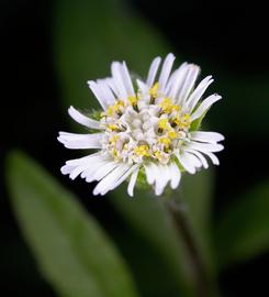   Eclipta  sp. flower head; photo: S.L. Winterton 