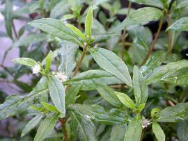   Eclipta  sp. leaves; photo: S.L. Winterton 