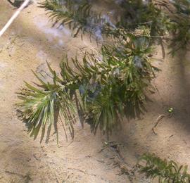   Egeria densa  stem, submersed; photo: S.L. Winterton 