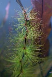   Egleria fluctuans , submersed; photo: S.L. Winterton 