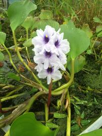   Eichhornia azurea , emersed; photo: S.L. Winterton 