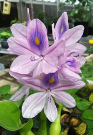   Eichhornia crassipes  flowers; photo: S.L. Winterton 