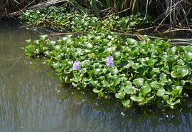   Eichhornia crassipes,  emersed; photo: S.L. Winterton 