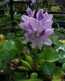   Eichhornia crassipes  inflorescence; photo: S.L. Winterton 