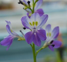   Eichhornia paniculata  flower; photo: S.L. Winterton 