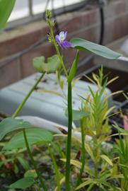   Eichhornia paniculata,  emersed; photo: S.L. Winterton 