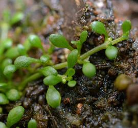   Elatine hydropiper  flower; photo: S.L. Winterton 