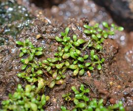   Elatine hydropiper , emersed; photo: S.L. Winterton 