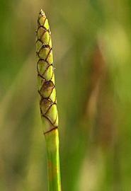   Eleocharis quadrimaculata  spike; photo copy; C.S. Lewallen 