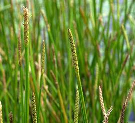   Eleocharis quadrimaculata , emersed; photo copy; C.S. Lewallen 