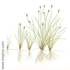   Eleocharis acicularis ; drawing copy; Tropica 