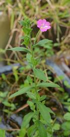   Epilobium hirsutum ; photo: S.L. Winterton 